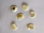 Perlmuttknopf-halbmondfoermig_PEKN013_Foto:www.material-idee.com